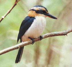 Tangaeo bird